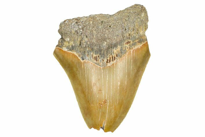 Partial, Fossil Megalodon Tooth - Serrated Blade #371722